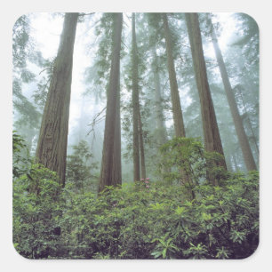VS, Californië, Redwood NP. Nevel filtert de Vierkante Sticker