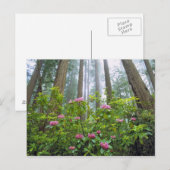 VS, Californië, Redwood NP. Rhododendron Briefkaart (Voorkant / Achterkant)