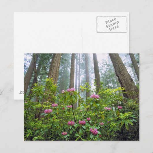 VS, Californië, Redwood NP. Rhododendron Briefkaart (Voorkant / Achterkant)