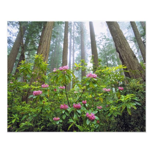VS, Californië, Redwood NP. Rhododendron Foto Afdruk (Voorkant)