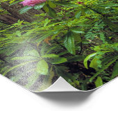 VS, Californië, Redwood NP. Rhododendron Foto Afdruk (Hoek)