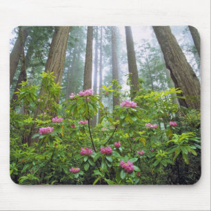VS, Californië, Redwood NP. Rhododendron Muismat