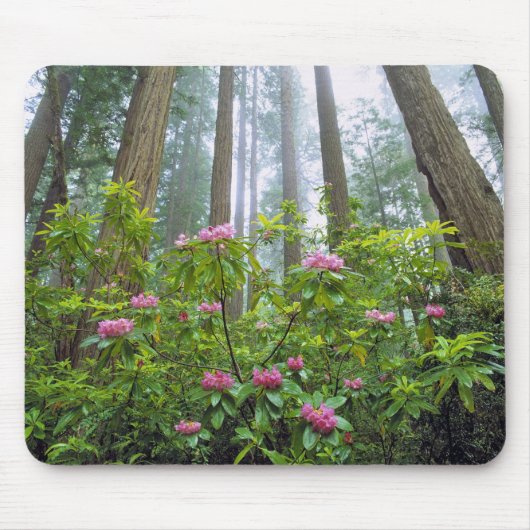 VS, Californië, Redwood NP. Rhododendron Muismat (Voorkant)