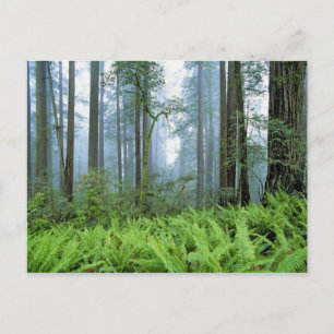 VS, Californië, Redwood NP. Roodboombomen Briefkaart