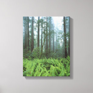VS, Californië, Redwood NP. Varens en Canvas Afdruk