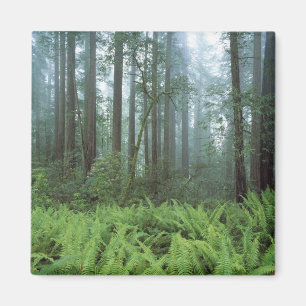 VS, Californië, Redwood NP. Varens en Magneet