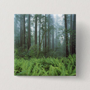 VS, Californië, Redwood NP. Varens en Vierkante Button 5,1 Cm