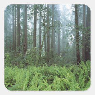 VS, Californië, Redwood NP. Varens en Vierkante Sticker