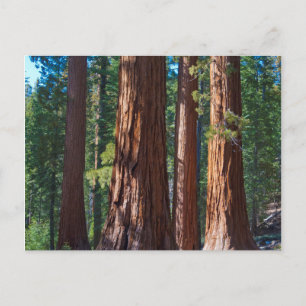 VS, Californië. Reuzenboomstam, Mariposa Briefkaart