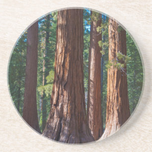 VS, Californië. Reuzenboomstammen, Mariposa Zandsteen Onderzetter
