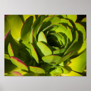VS, Californië. Reuzenlobelia Plant Close-up Poster