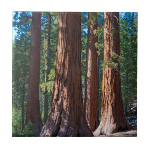 VS, Californië. Reuzensequoia boomstammen, Maripos Tegeltje