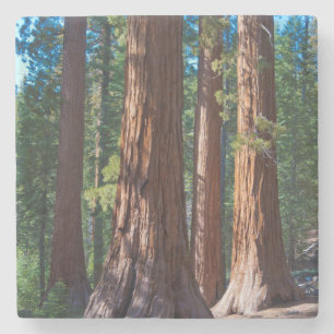 VS, Californië. Reuzensequoiaboomstammen, Mariposa Stenen Onderzetter