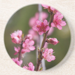 VS, Californië. Roze bloemen op een boom Zandsteen Onderzetter