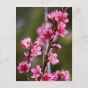 VS, Californië. Roze bloesems aan een boom Briefkaart