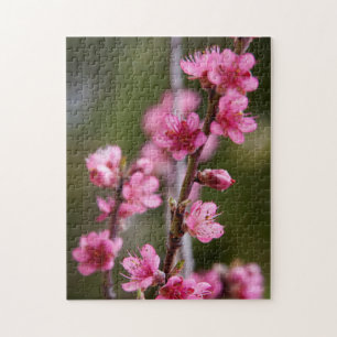 VS, Californië. Roze Bloesems Aan Een Boom Legpuzzel