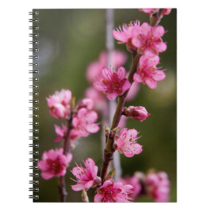 VS, Californië. Roze Bloesems Aan Een Boom Notitieboek
