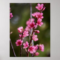 VS, Californië. Roze Bloesems Aan Een Boom
