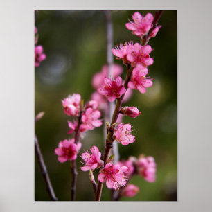 VS, Californië. Roze Bloesems Aan Een Boom Poster