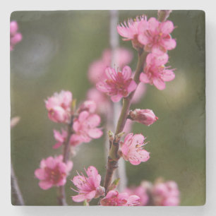 VS, Californië. Roze Bloesems Aan Een Boom Stenen Onderzetter