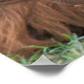 VS, Californië, San Diego Zoo. Intern Poster (Hoek)