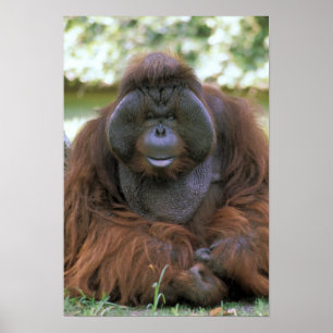 VS, Californië, San Diego Zoo. Intern Poster