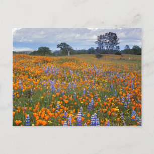 VS, Californië, Santa Margarita, Avenales Briefkaart