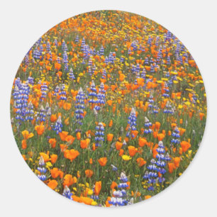 VS, Californië, Santa Margarita, Avenales Ronde Sticker