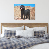VS, Californië. Staande Labradoodle Canvas Afdruk (Insitu (Slaapkamer))