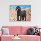 VS, Californië. Staande Labradoodle Canvas Afdruk (Insitu (Woonkamer))