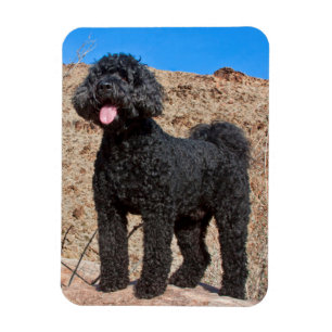 VS, Californië. Staande Labradoodle Magneet
