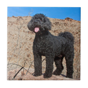 VS, Californië. Staande Labradoodle Tegeltje
