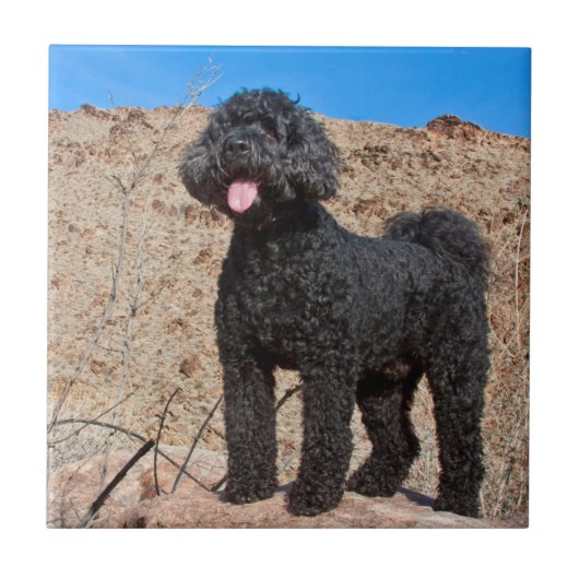 VS, Californië. Staande Labradoodle Tegeltje (Voorkant)