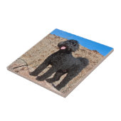 VS, Californië. Staande Labradoodle Tegeltje (Zijkant)