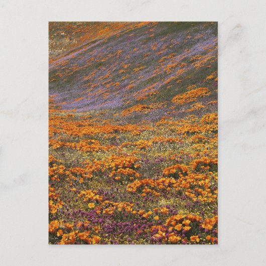 VS, Californië, Tehachapi Mountains, 2 Briefkaart (Voorkant)