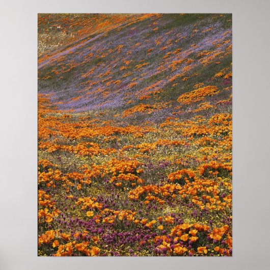 VS, Californië, Tehachapi Mountains, 2 Poster (Voorkant)