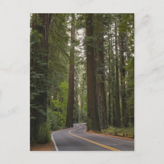 VS, Californië, weg door het bos 2 van sequoia Briefkaart (Voorkant)