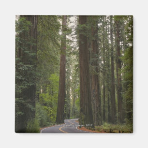 VS, Californië, weg door het bos 2 van sequoia Magneet