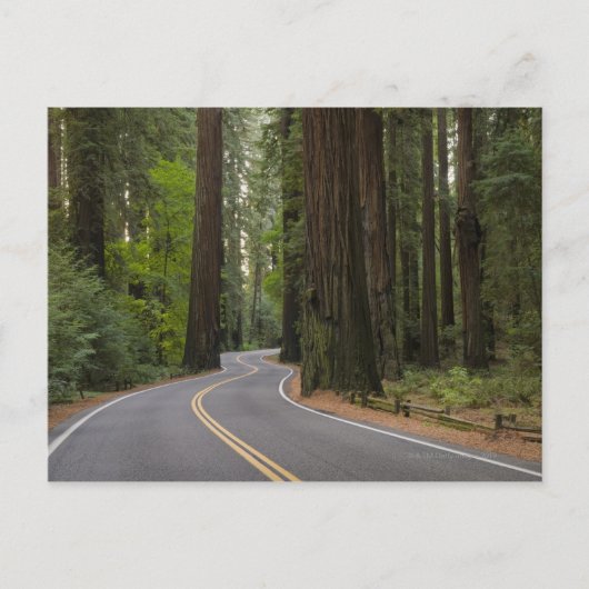 VS, Californië, weg door het bos van sequoia Briefkaart (Voorkant)