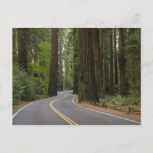 VS, Californië, weg door het bos van sequoia Briefkaart