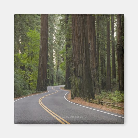 VS, Californië, weg door het bos van sequoia Magneet (Voorkant)