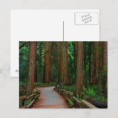 VS, Californië. Weg tussen kustmammoetbomen in Mui Briefkaart (Voorkant / Achterkant)