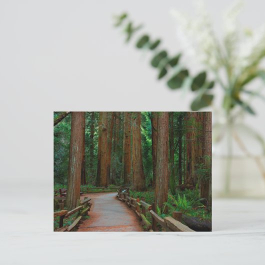 VS, Californië. Weg tussen kustmammoetbomen in Mui Briefkaart (Staand voorkant)