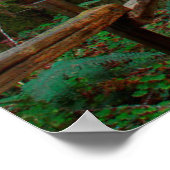 VS, Californië. Weg tussen kustmammoetbomen in Mui Poster (Hoek)