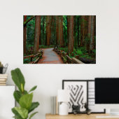 VS, Californië. Weg tussen kustmammoetbomen in Mui Poster (Thuiskantoor)