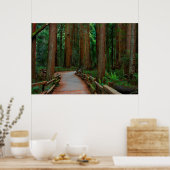 VS, Californië. Weg tussen kustmammoetbomen in Mui Poster (Keuken)