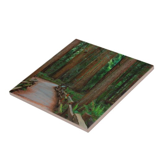 VS, Californië. Weg tussen kustmammoetbomen in Mui Tegeltje (Zijkant)