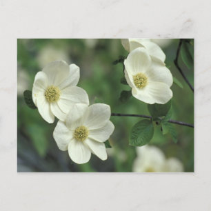 VS, Californië, Yosemite NP, langs Merced Briefkaart