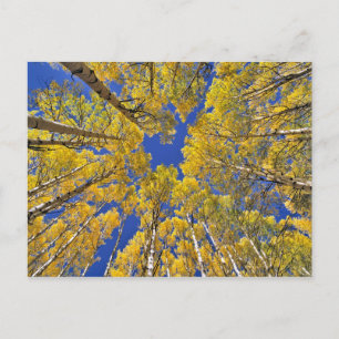 VS, Colorado, Aspen gebied. Espenbos in de herfst Briefkaart