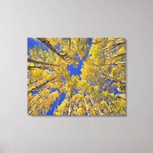 VS, Colorado, Aspen gebied. Espenbos in de herfst Canvas Afdruk